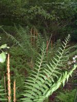 rvfern.jpg (255 Kbytes)